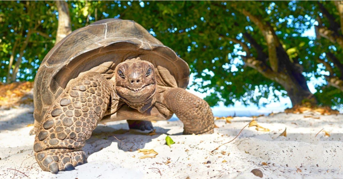 The Top 8 Slowest Animals in the World