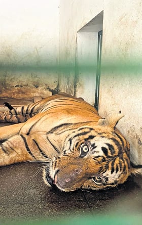 Tiger Captured In Wayanad Shifted To Thiruvananthapuram Zoo