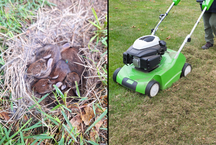 Why You Should Never Mow Over Patches of Dead Grass