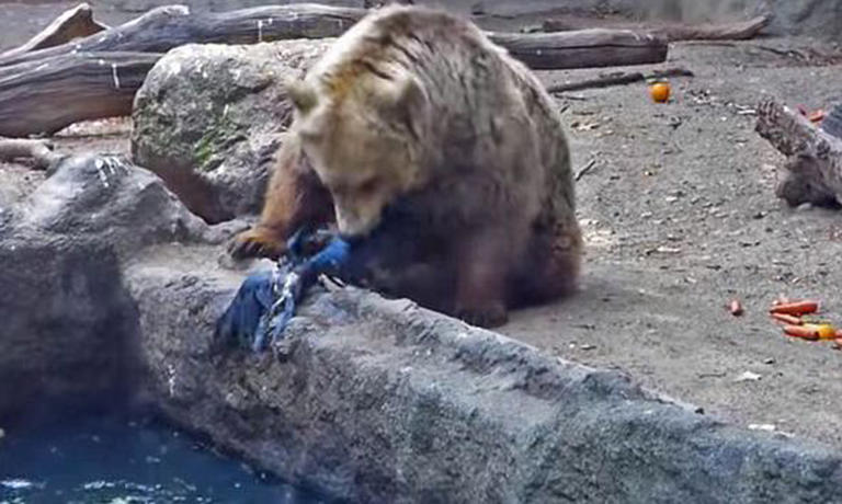 Bear Rescues Drowning Bird [VIDEO]