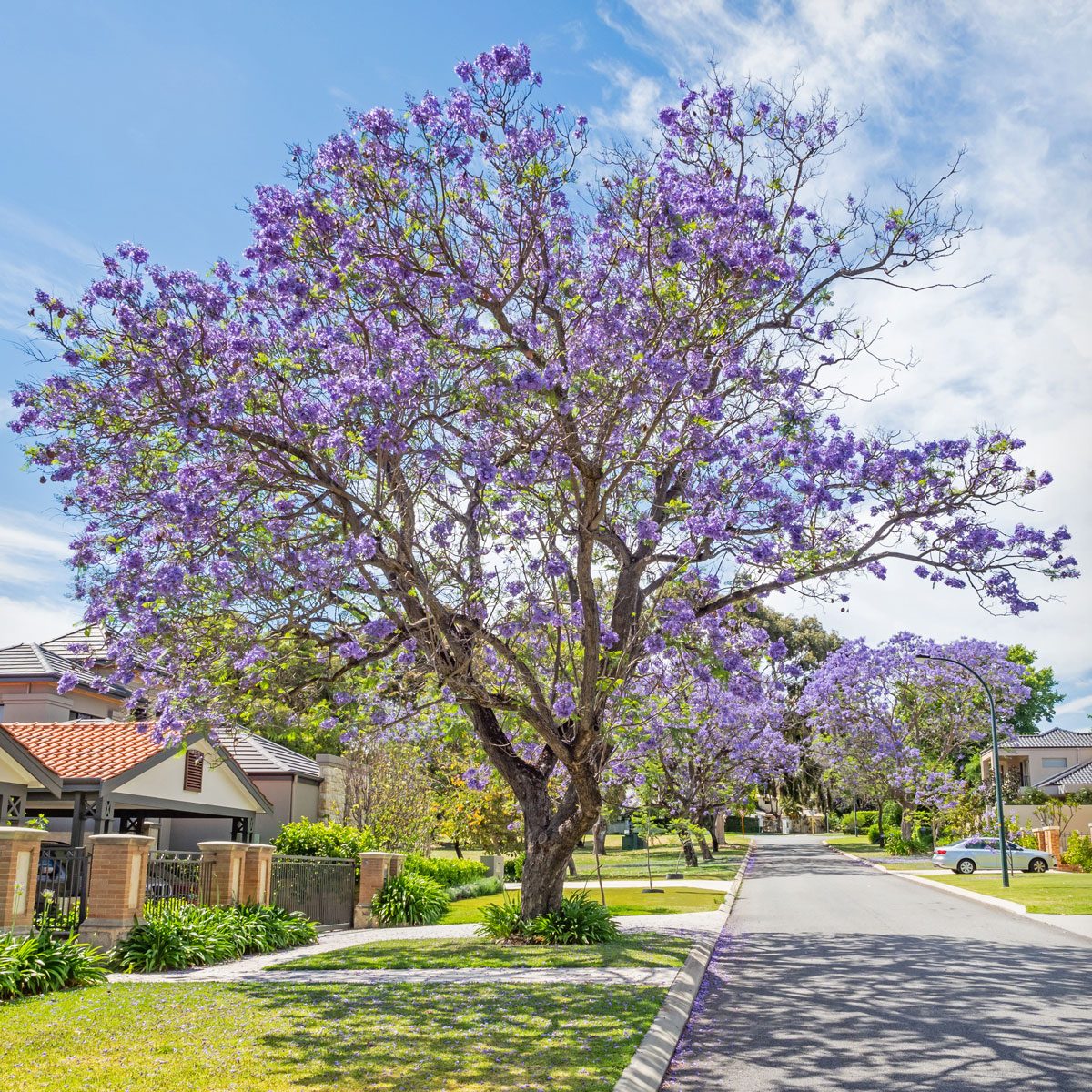 9 Best Trees To Grow in a Pot