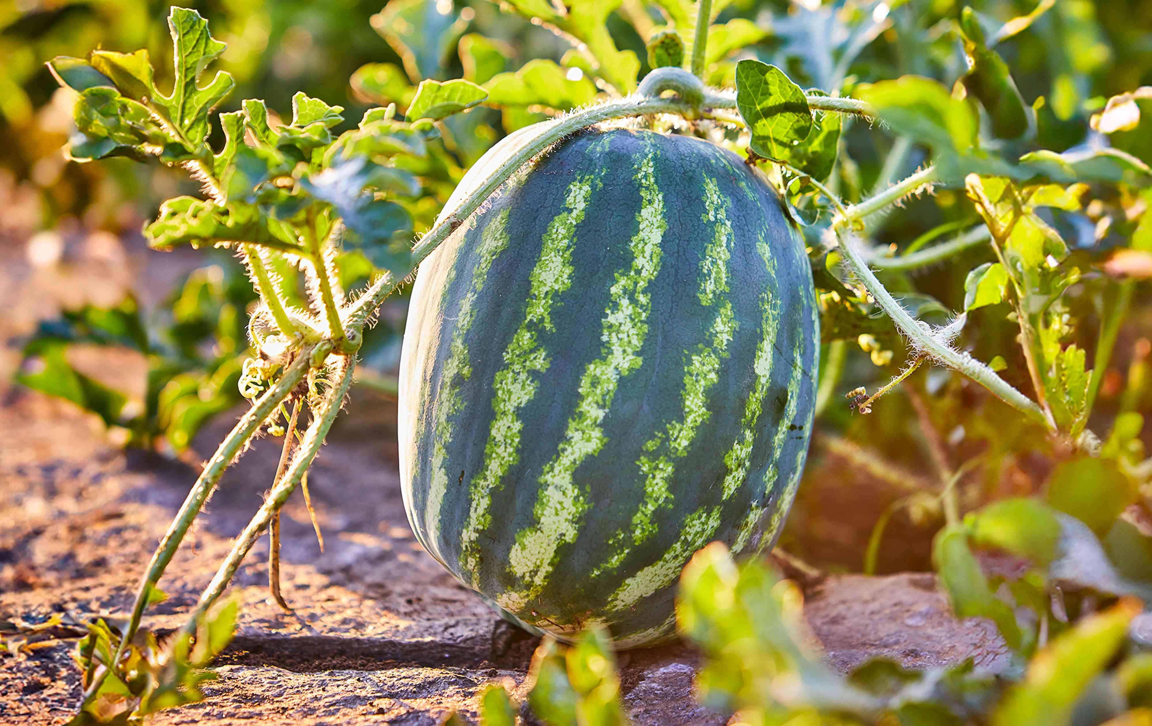 How many watermelons per plant will grow? 8 tips for maximizing your ...