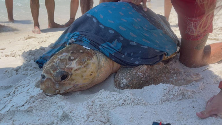 Sea turtle rescued in Panama City Beach