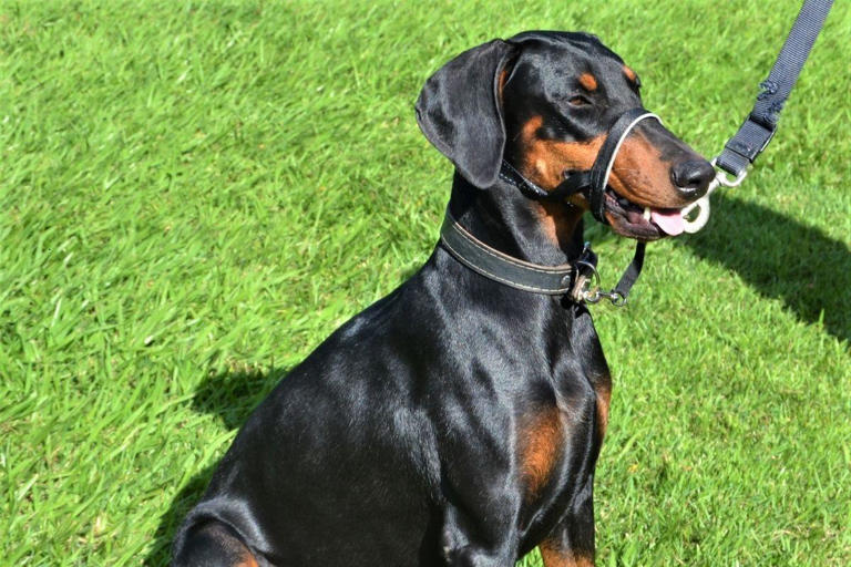 Most Obedient DogsThese 10 breeds of adorable dog should ALWAYS sit