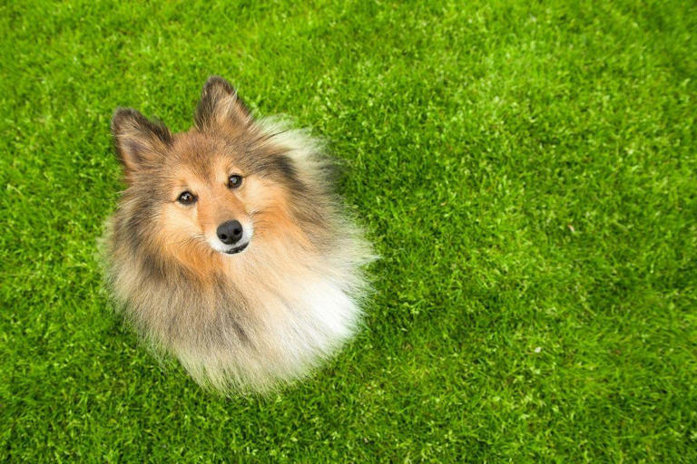 Most Obedient DogsThese 10 breeds of adorable dog should ALWAYS sit