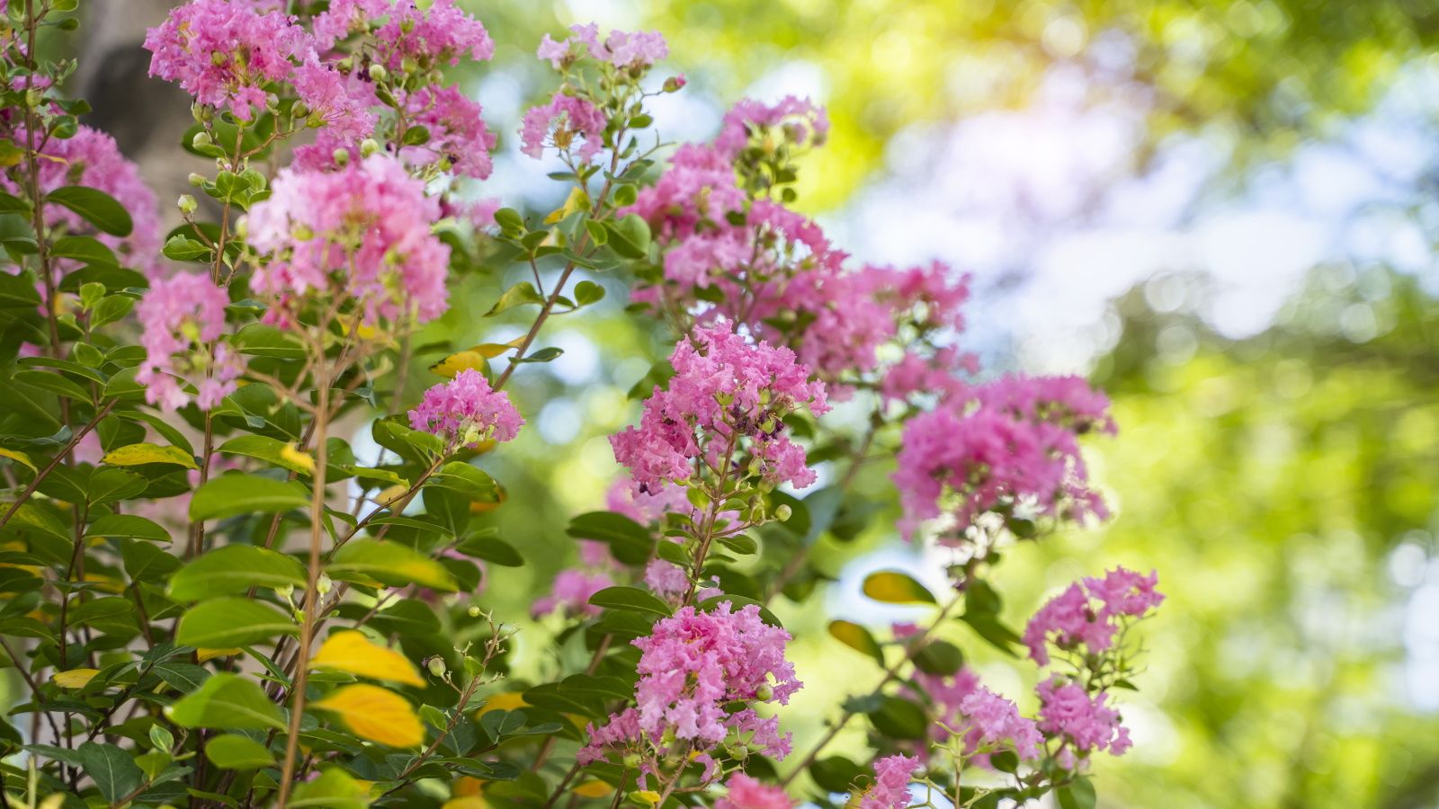 How to Fertilize Crape Myrtle Trees: Expert Tips Unveiled