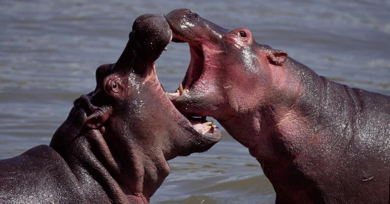 Hippos Are Known for Being Aggressive — Are They Actually All That Bad?