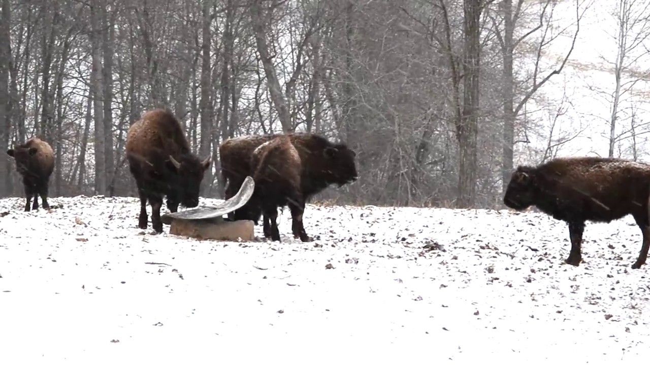 Majestic bison battle deep winter snow at Cibola Farms ranch