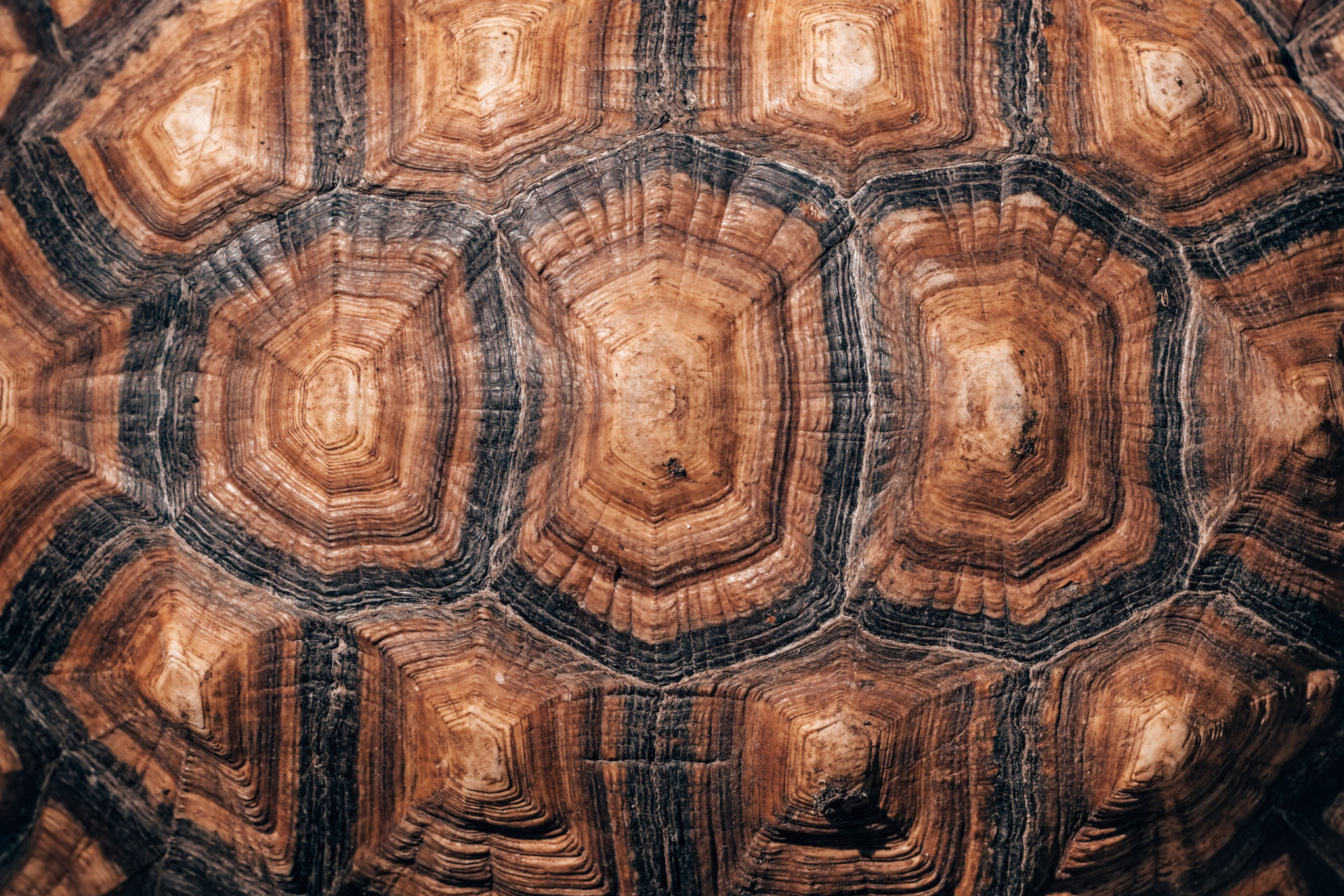 Terrific tidbits about turtles and tortoises
