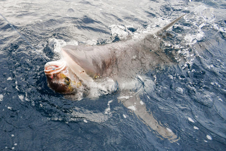 Shark fishing from land: 5 things to know