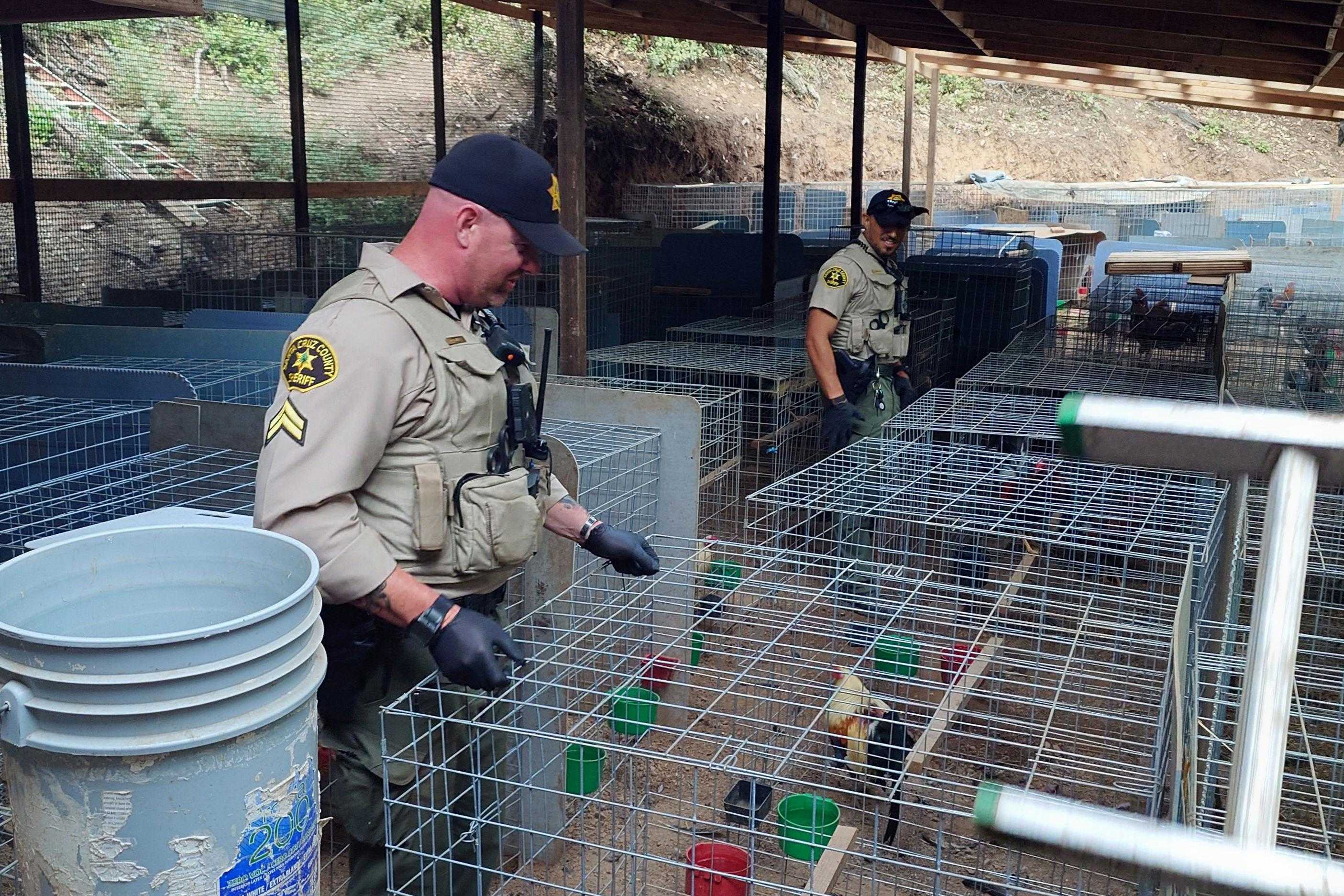 200 Roosters Found During Santa Cruz County Cockfighting Ring Bust