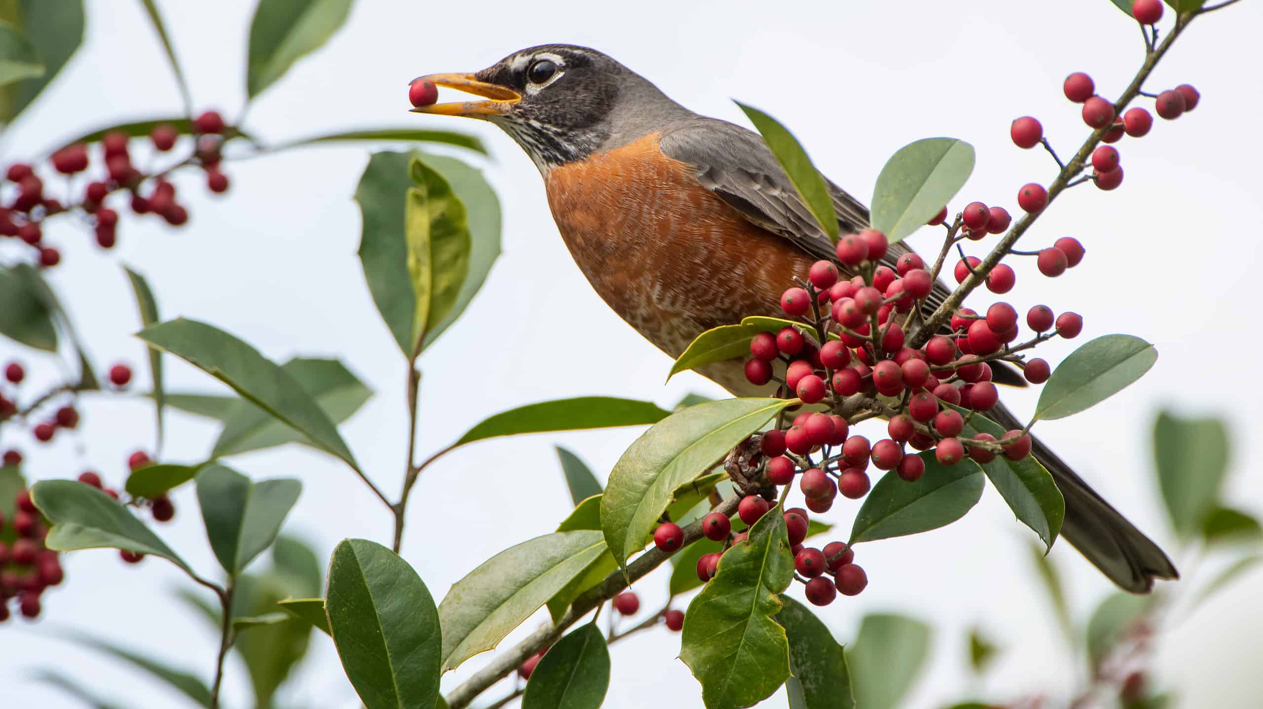 19 Birds with Orange Chests and Bellies