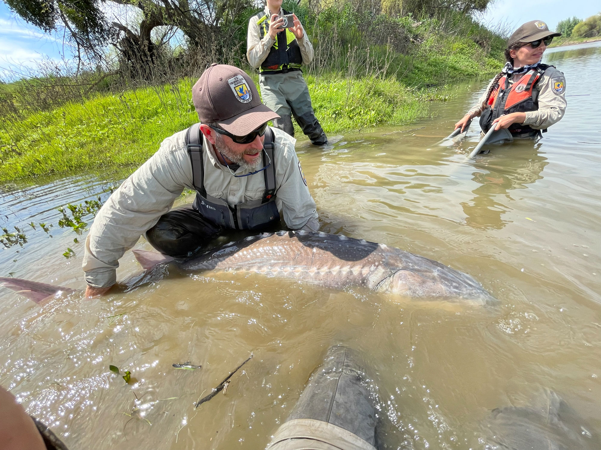 Spawning Concern: White Sturgeon's Decline Could Land It Spot On ...