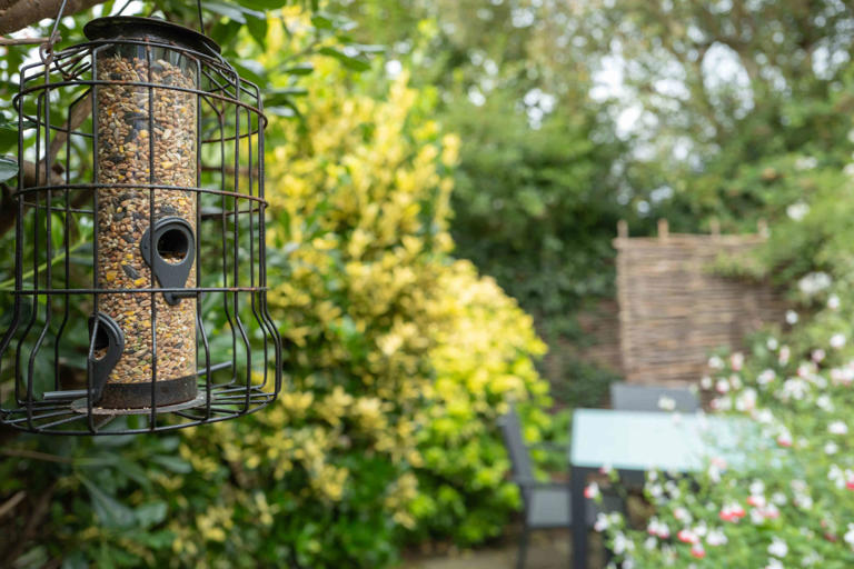 Why Birds Aren’t Using Your Bird Feeder, According To An Expert