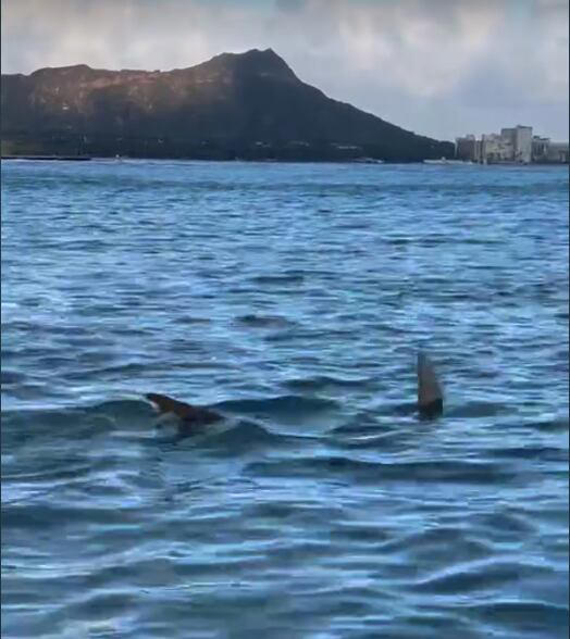 Hawaii beachgoers report seeing multiple sharks circling near Waikiki ...