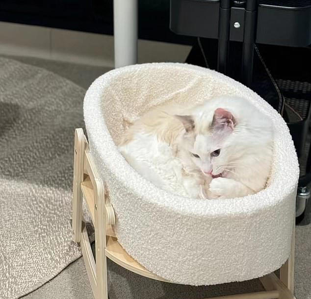 Cat basket kmart best sale