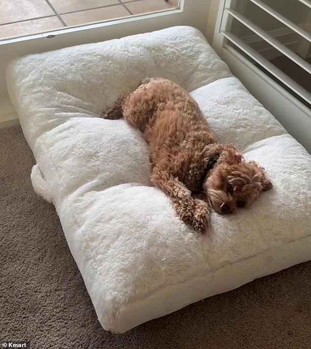 Kmart dog pillow best sale