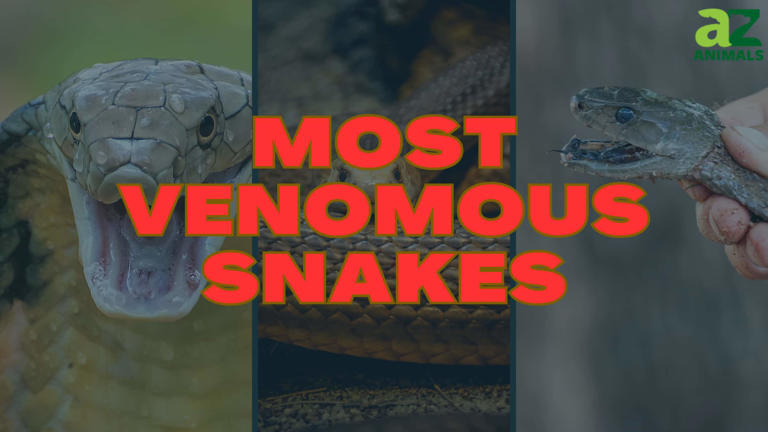 The Deadliest Snake on Every Continent in the World