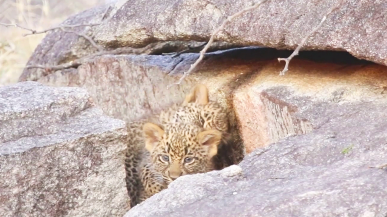 Rocky Romp: Leopard Cubs at Play! 🐆🪨🎉