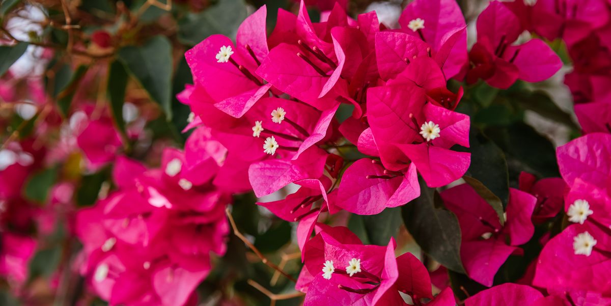 How to Grow a Bougainvillea Plant Wherever You Live