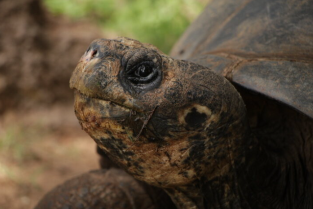 ‘Cause for shellebration’: OKC Zoo announces birth of rare giant tortoises