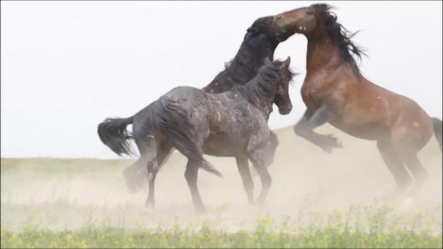 Wild horse roundup