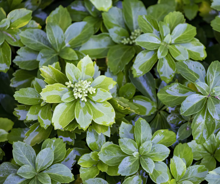 How to grow Japanese spurge the ultimate evergreen ground cover plant