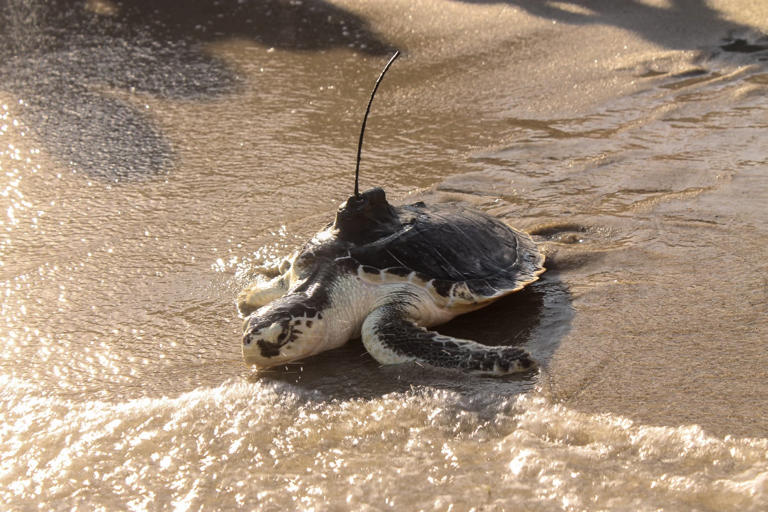 Six endangered sea turtles released into waters off Cape Cod after ...