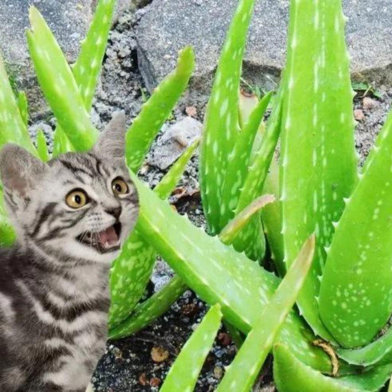 Is Your Aloe Plant a Hidden Danger Your Kitty?