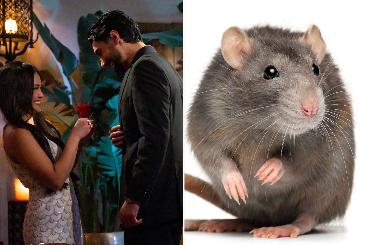 “Bachelorette” Producers React To Fans Spotting 2 Rats Running Through ...