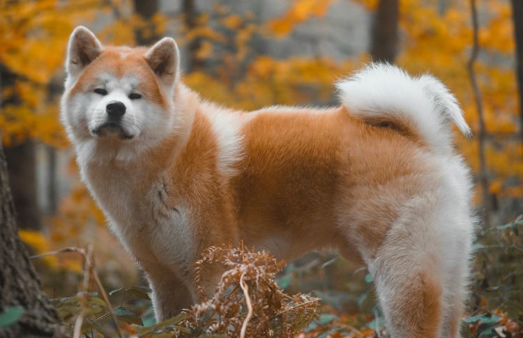 15 Toughest Dog Breeds To Own