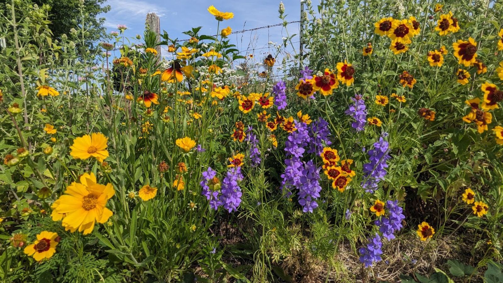 12 Easy-to-Grow Native Wildflowers That Will Attract Pollinators to ...