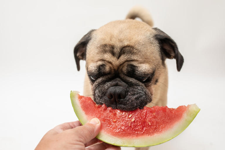 Pug's Enthusiasm Over Eating a Watermelon Is the Summer Energy People ...