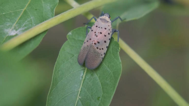 mdard-shares-how-you-can-prevent-the-spread-of-spotted-lanternfly