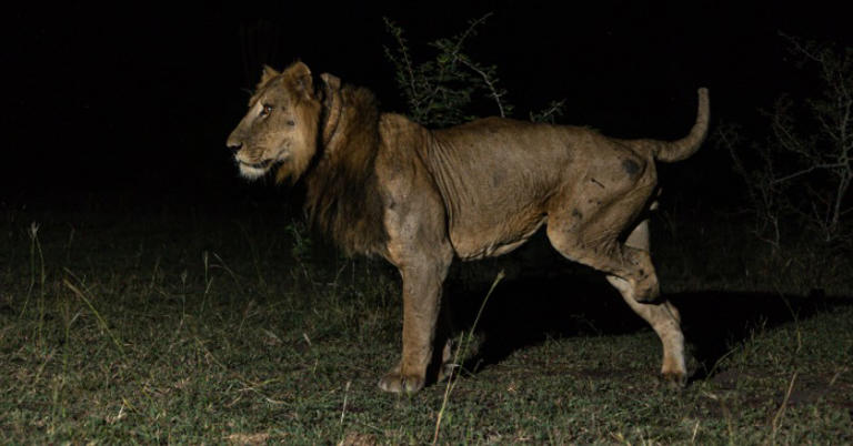  Lion who lost one leg swims record-breaking 1.5km in crocodile-infested river 