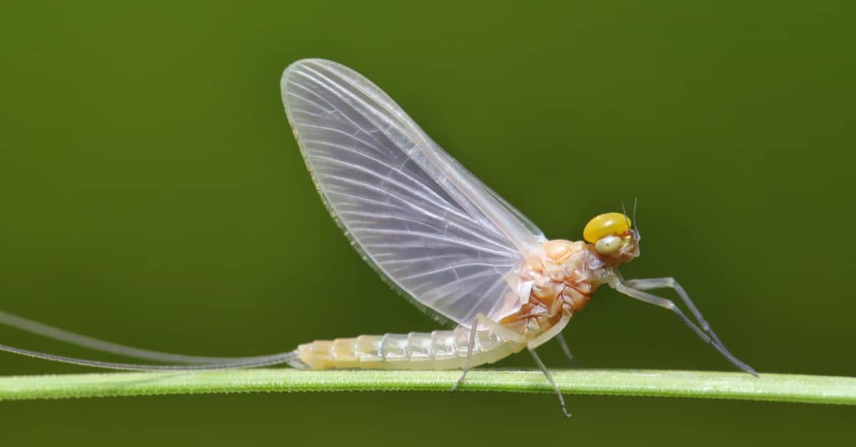 9 Unique Animals That Don’t Poop