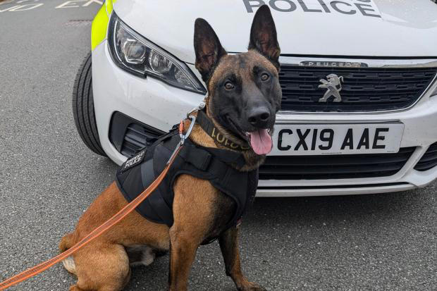 Police dog tracks down men seen with cable stripping gear on new Lidl roof