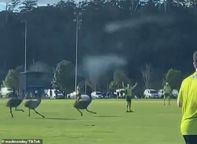 Only in Australia: Incredible moment an Emu mob makes mad dash across ...