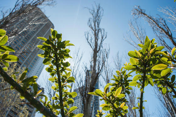 樹木が都市の大気汚染の「原因」だったという驚きの調査結果、気温の上昇で植物に異変