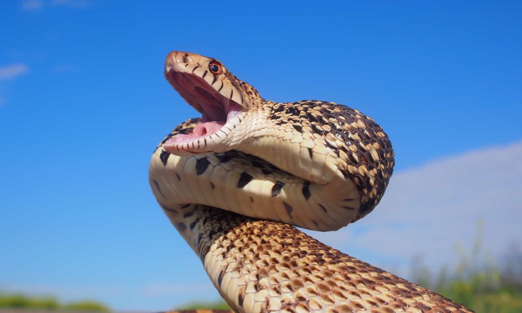 11 Animals That Hunt Rattlesnakes