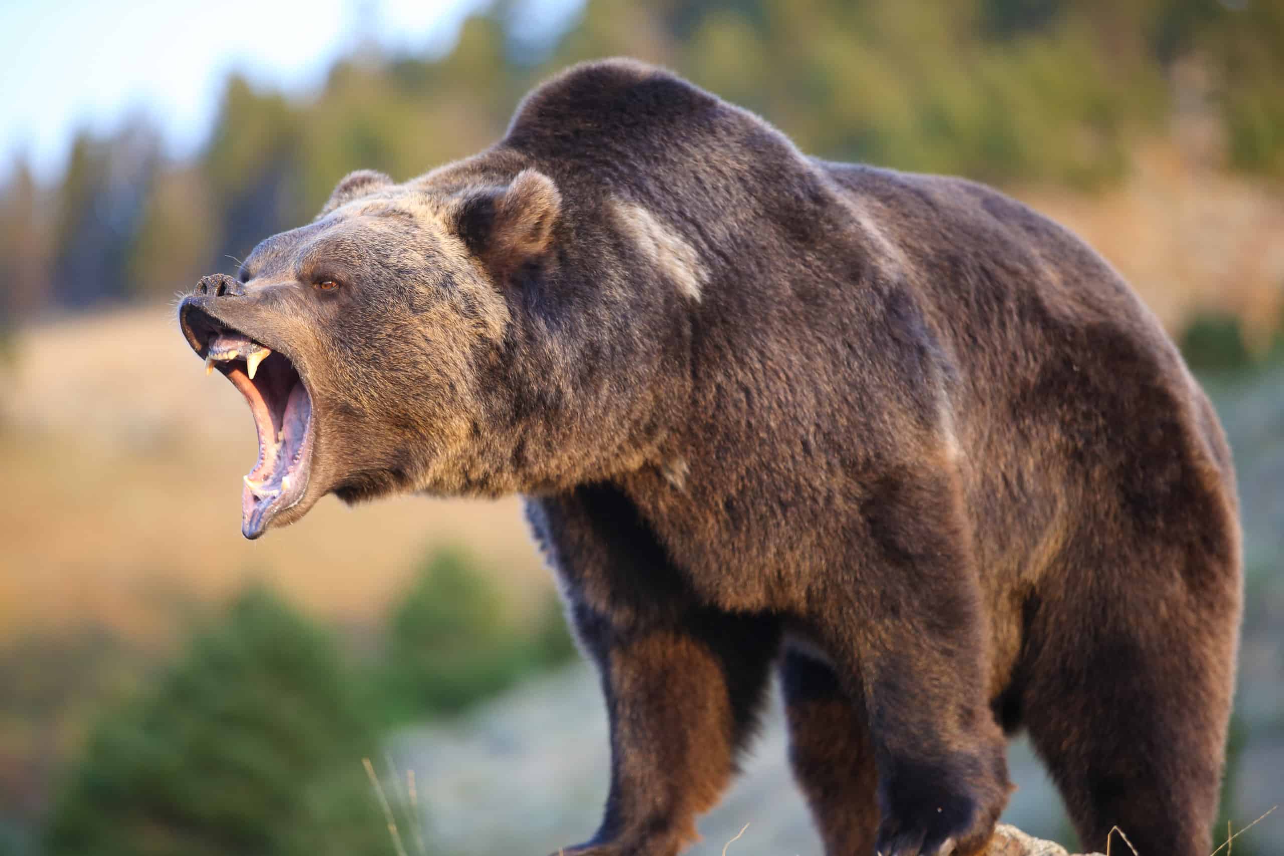 Move over, grizzlies: Meet the 2,500-pound ‘mega-bear’ that reigned supreme