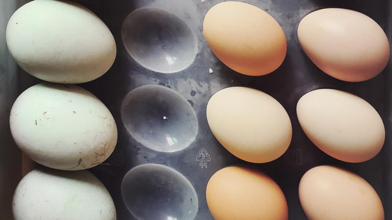 Chicken Vs Duck Eggs: What's The Flavor Difference?