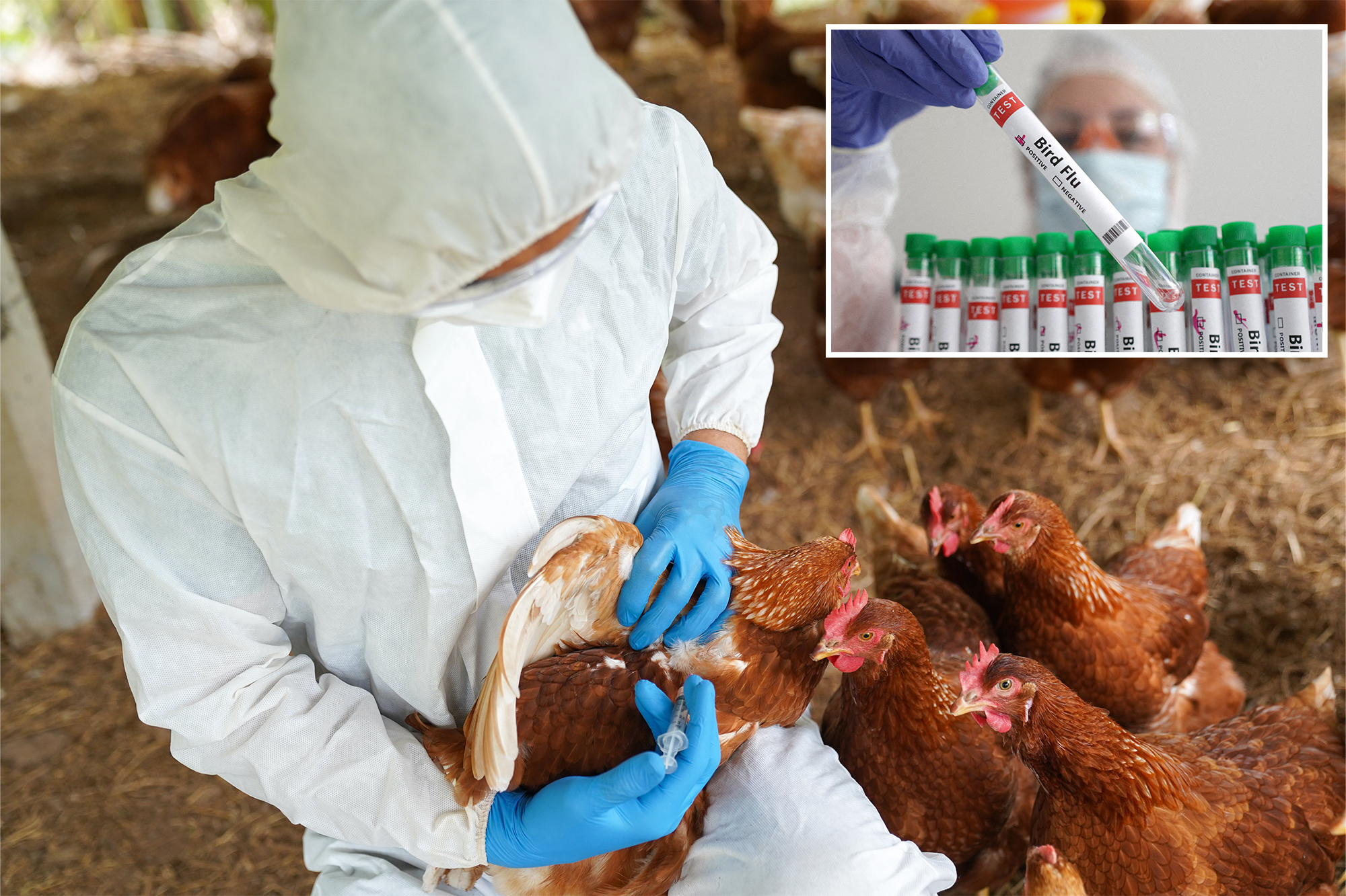 US Health Officials Confirm Four New Bird Flu Cases In Colorado Poultry ...