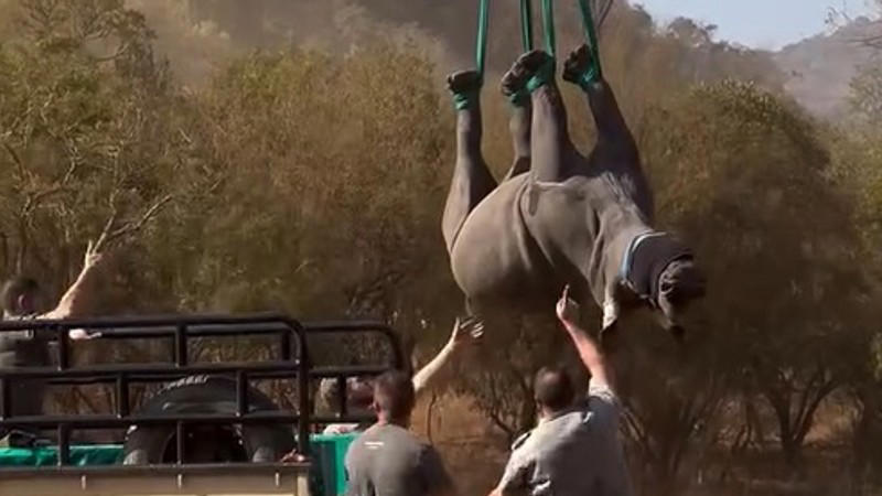 watch: rehab begins for orphaned white rhino calf flown to sanctuary after call from vet team in kruger national park