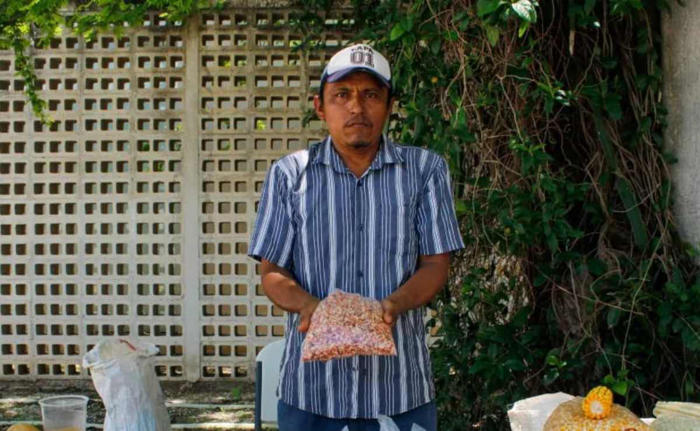 celebran en mérida el primer mercado agroecológico de la milpa maya