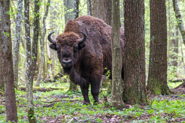 officials welcome first wild bison in 10,000 years after major restoration initiative: 'it's a learning process for us too'