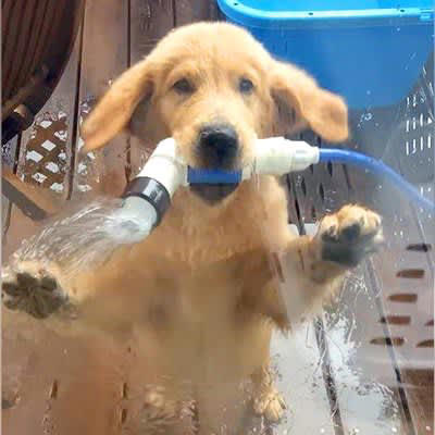 子犬と水遊びをしていた結果…まさかのハプニングで『完全に詰んだ状況』が24万再生「びしゃびしゃ確定で草」「悪気なくて可愛いｗ」と爆笑