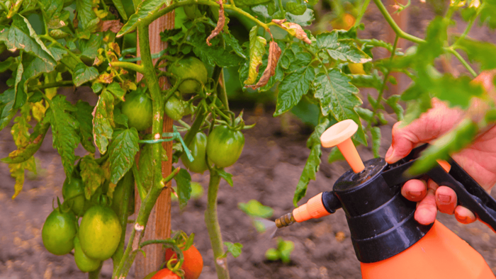 wycofano kolejny środek ochrony roślin. wykorzystywany w pomidorach, ogórkach i ziemniakach