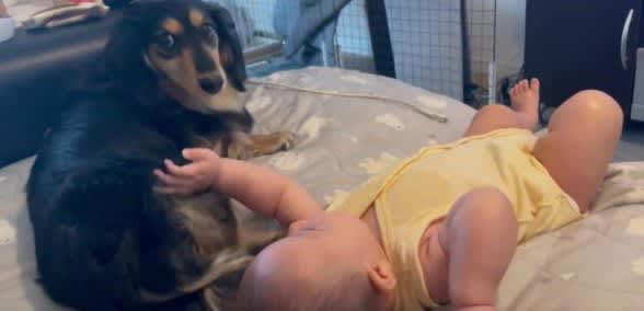 犬が赤ちゃんを目の前にすると…『まさかの行動』が可愛すぎると47万表示「めちゃくちゃ甘えてる…尊い」「本当に大好きなんだね」と感動