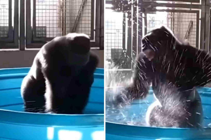rolig video: gorilla går in i vattentank och dansar vilt